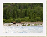 Alaska 601 * This grizzly swam across the river within the first 30 minutes on the water!  Needless to say, that got our heart rates up and our cameras out! See movie also. * This grizzly swam across the river within the first 30 minutes on the water!  Needless to say, that got our heart rates up and our cameras out! See movie also. * 2020 x 1515 * (907KB)